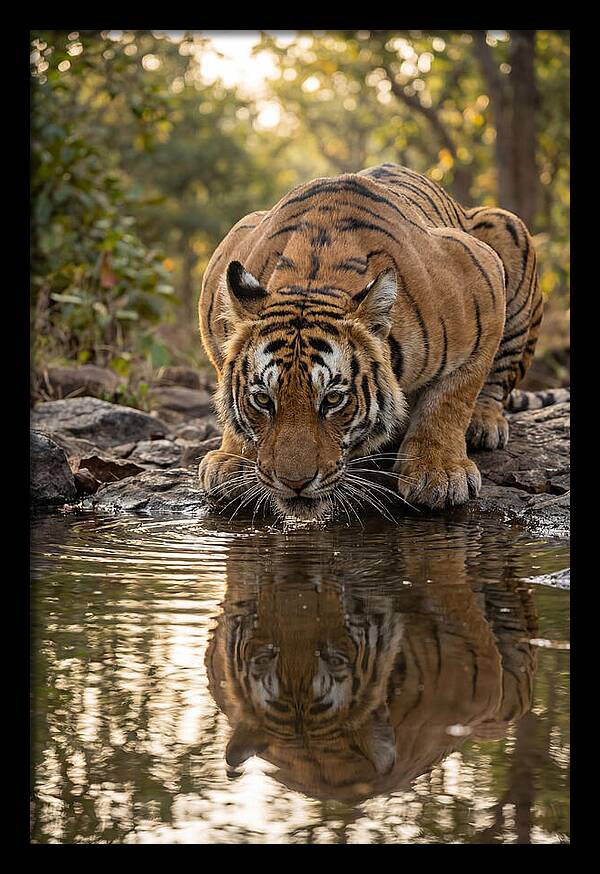 Asian Tiger Drinking Water