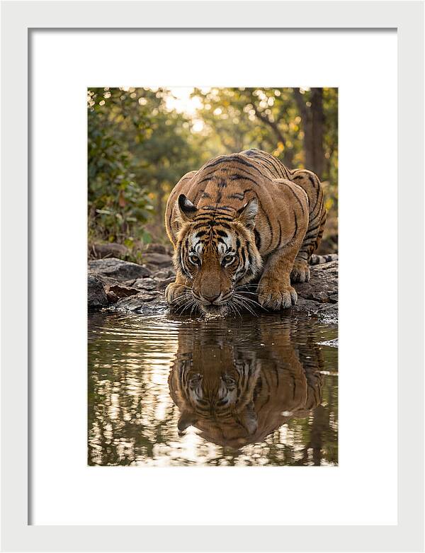 Asian Tiger Drinking Water