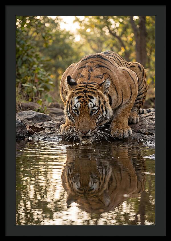Asian Tiger Drinking Water