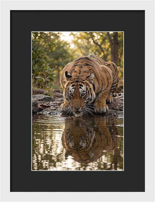 Asian Tiger Drinking Water