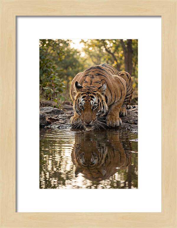 Asian Tiger Drinking Water