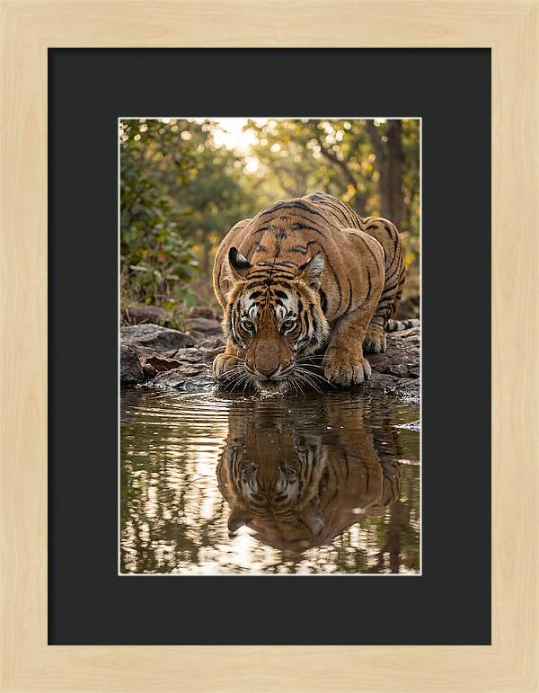 Asian Tiger Drinking Water