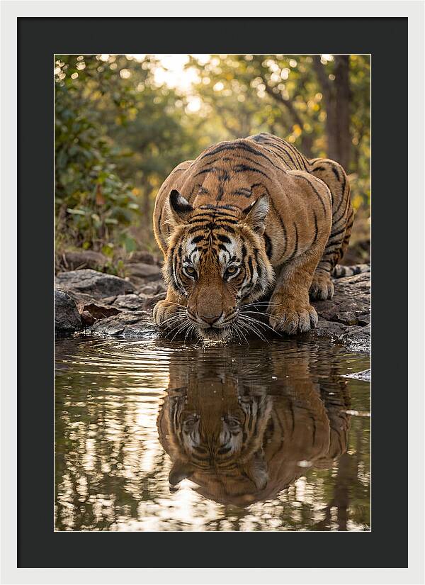 Asian Tiger Drinking Water