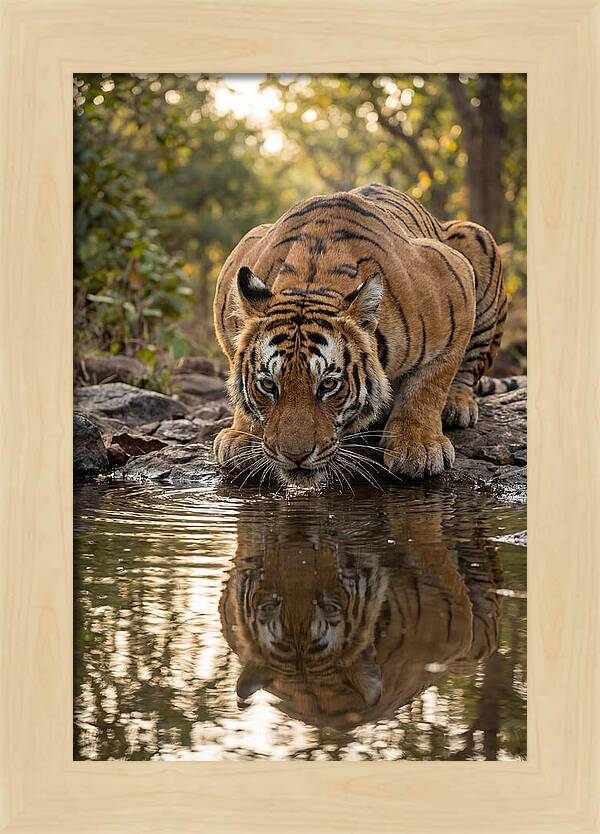 Asian Tiger Drinking Water