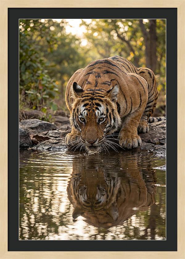Asian Tiger Drinking Water
