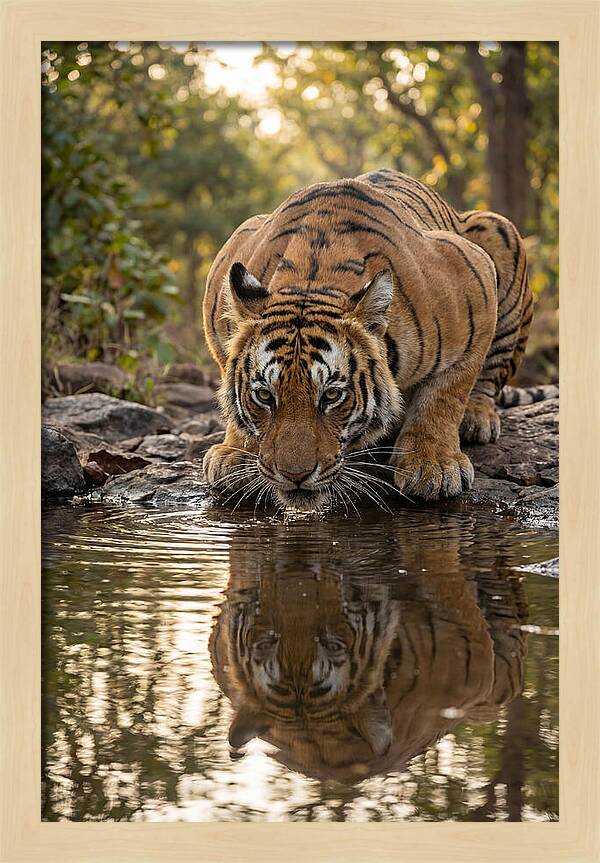 Asian Tiger Drinking Water