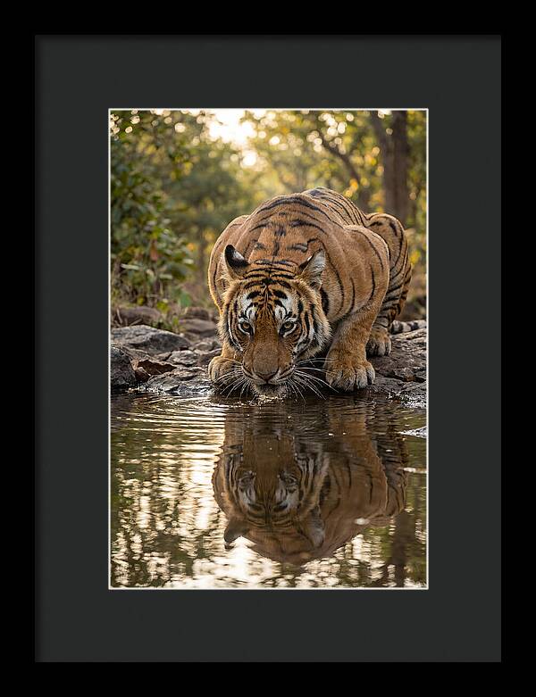 Asian Tiger Drinking Water
