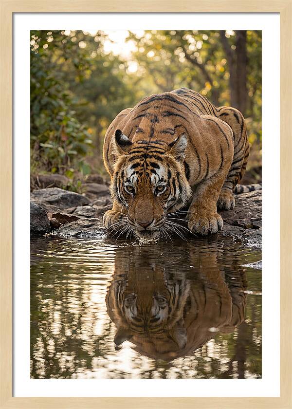 Asian Tiger Drinking Water