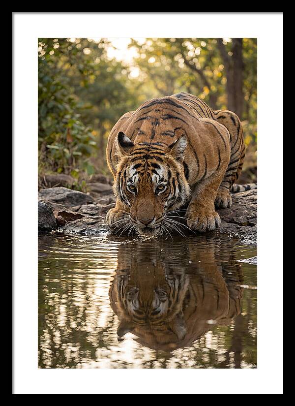 Asian Tiger Drinking Water