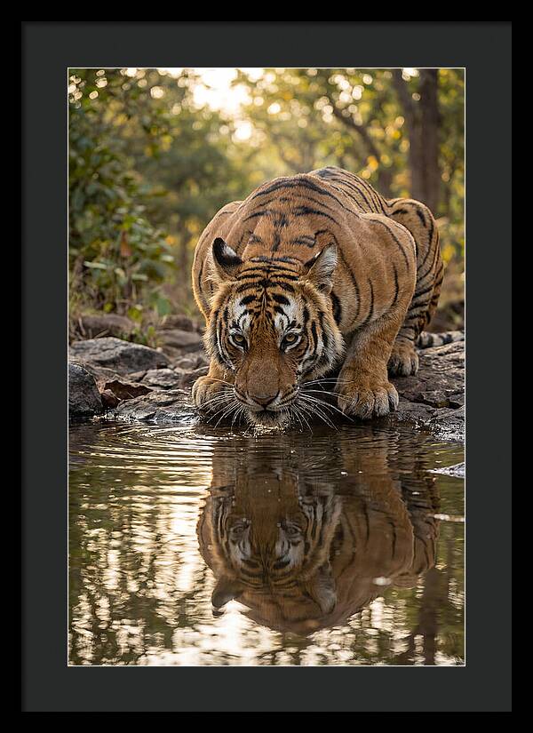 Asian Tiger Drinking Water