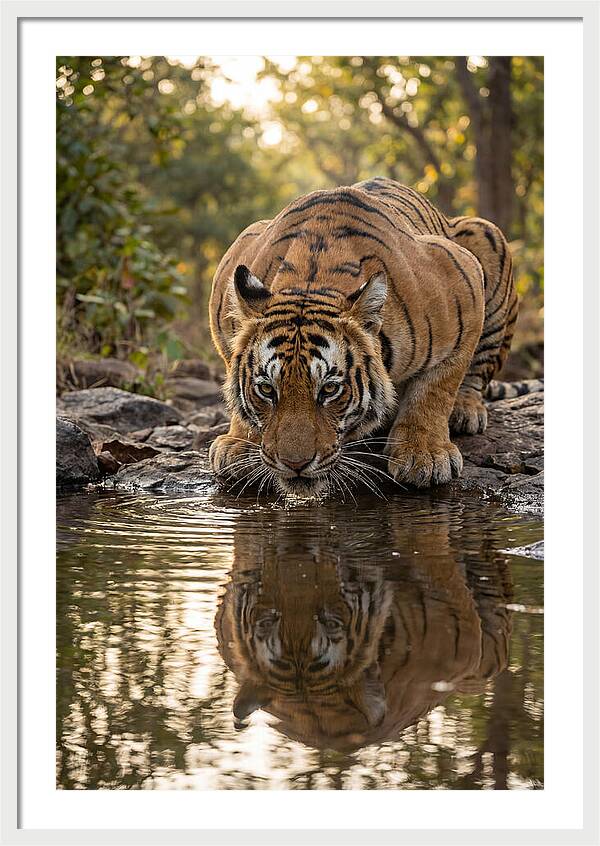 Asian Tiger Drinking Water