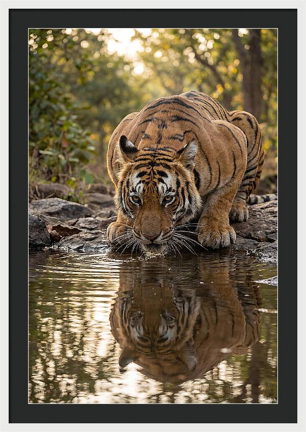 Asian Tiger Drinking Water