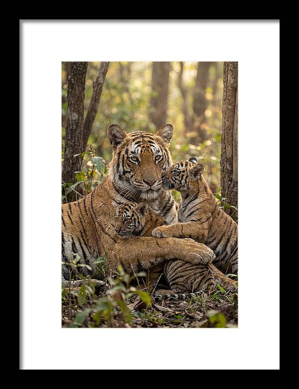 Asian Tiger Family Embrace