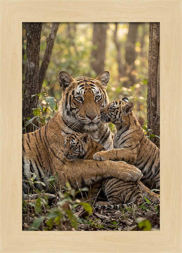 Asian Tiger Family Embrace