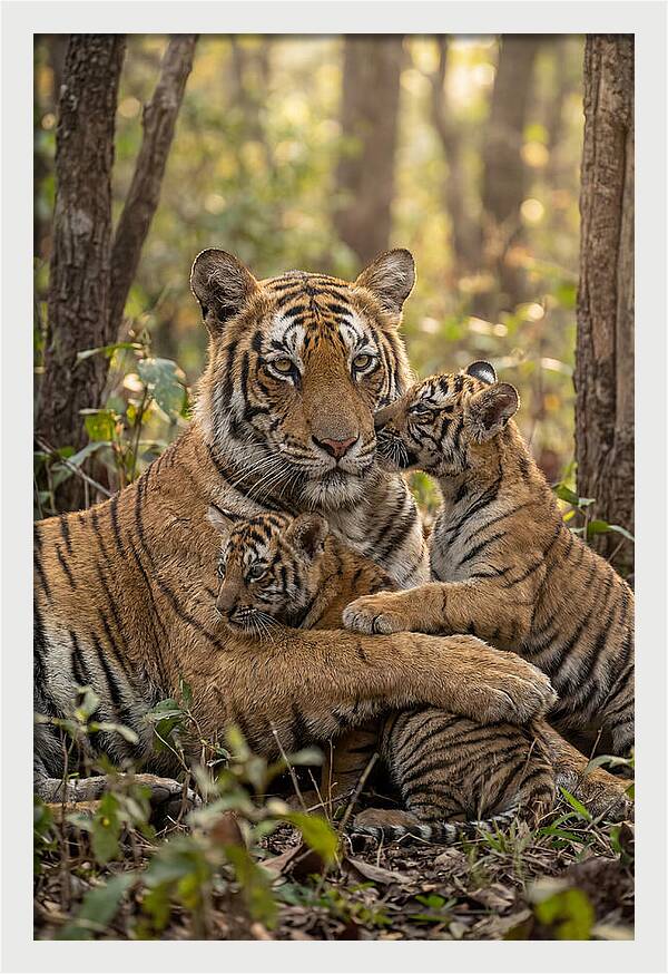 Asian Tiger Family Embrace