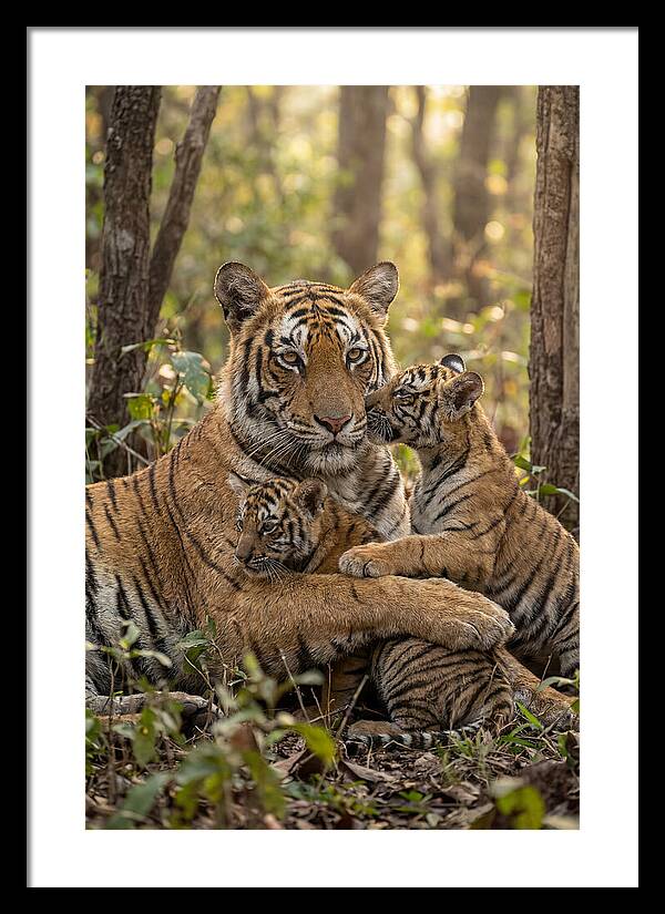 Asian Tiger Family Embrace