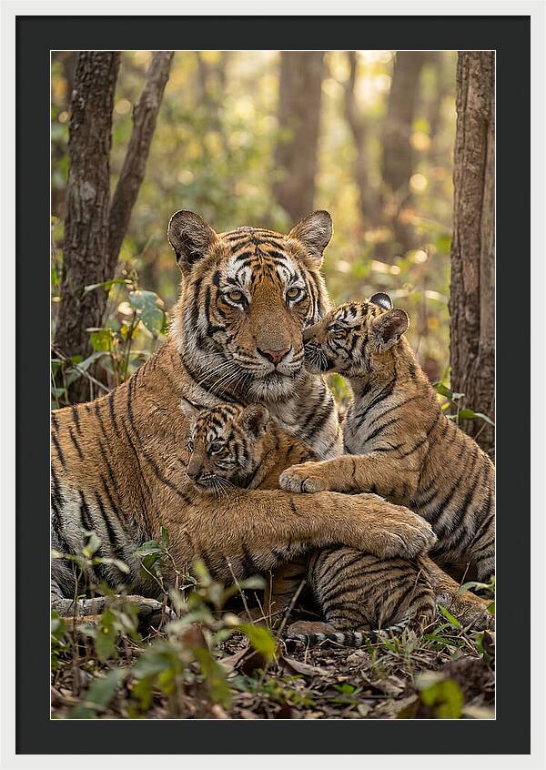 Asian Tiger Family Embrace