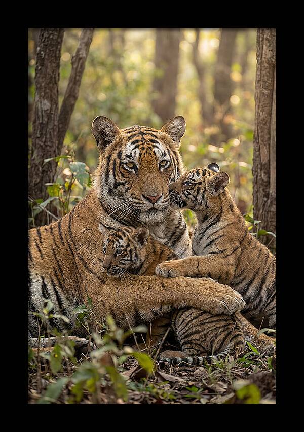 Asian Tiger Family Embrace