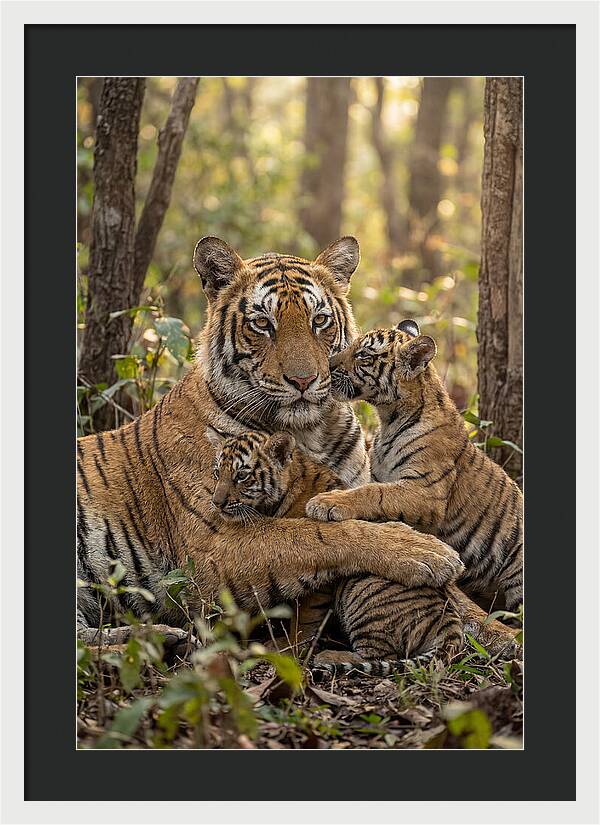 Asian Tiger Family Embrace