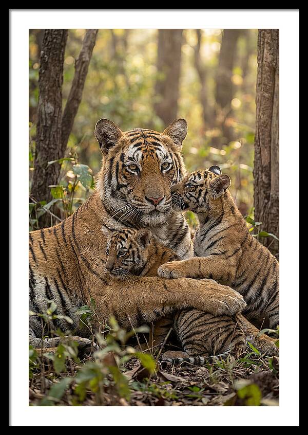 Asian Tiger Family Embrace