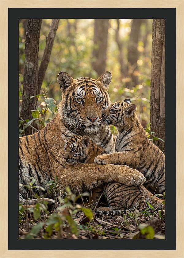 Asian Tiger Family Embrace
