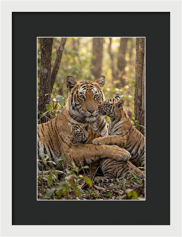 Asian Tiger Family Embrace