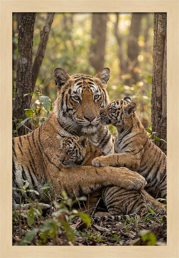 Asian Tiger Family Embrace