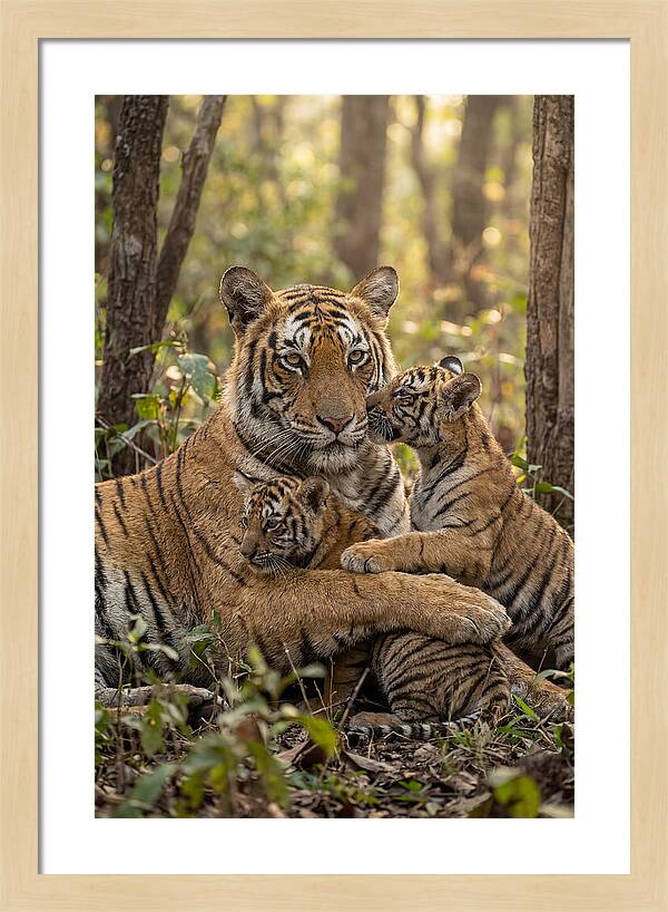 Asian Tiger Family Embrace