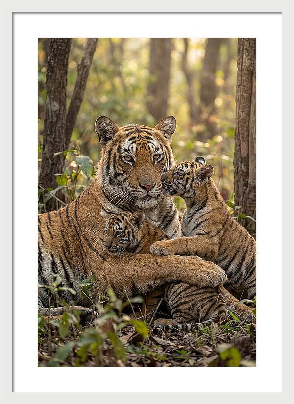 Asian Tiger Family Embrace