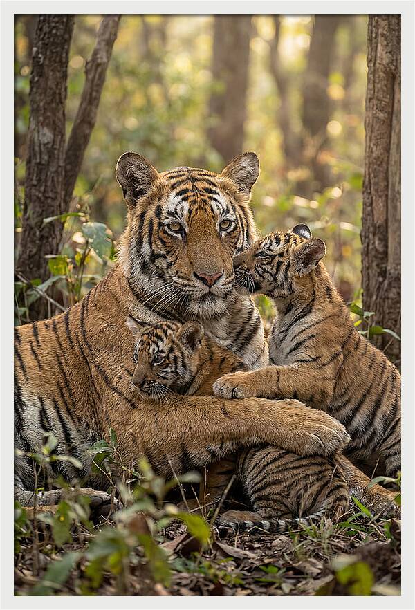 Asian Tiger Family Embrace