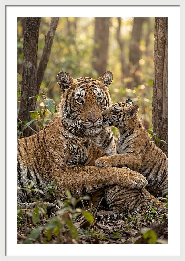Asian Tiger Family Embrace