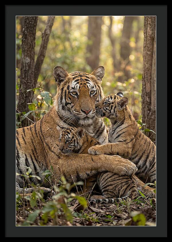 Asian Tiger Family Embrace