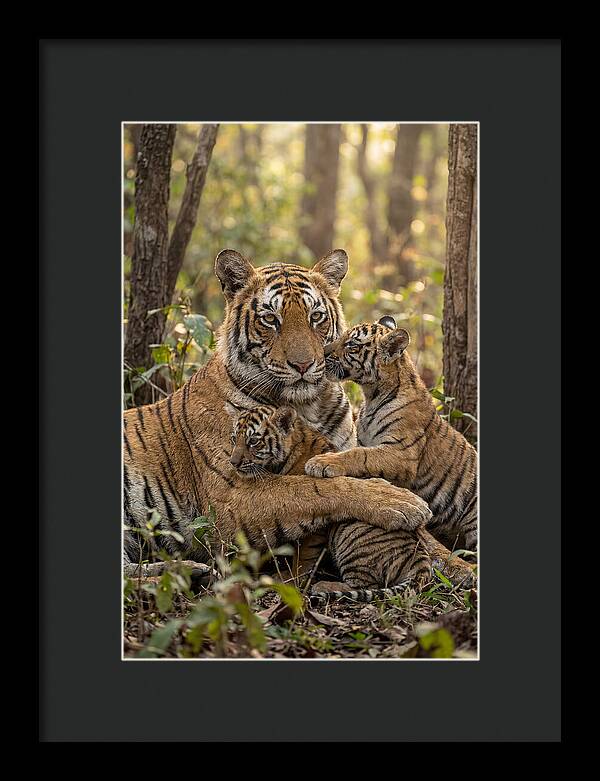 Asian Tiger Family Embrace