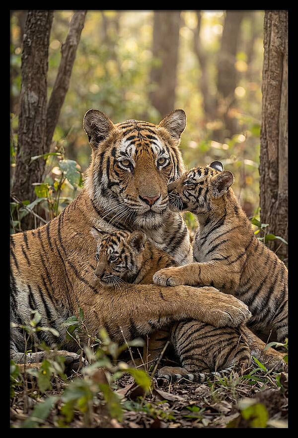 Asian Tiger Family Embrace