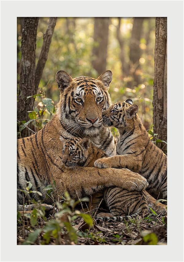 Asian Tiger Family Embrace