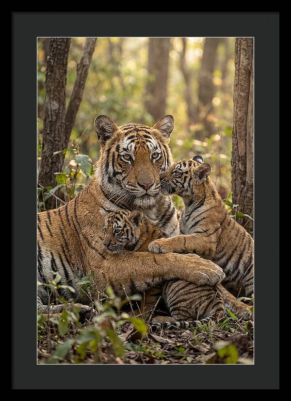 Asian Tiger Family Embrace