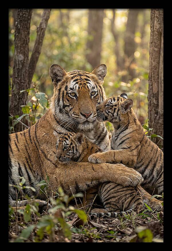 Asian Tiger Family Embrace