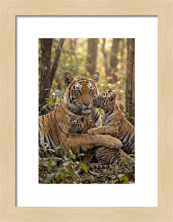 Asian Tiger Family Embrace