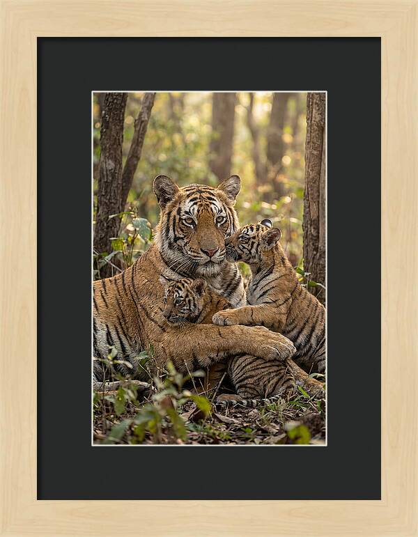 Asian Tiger Family Embrace