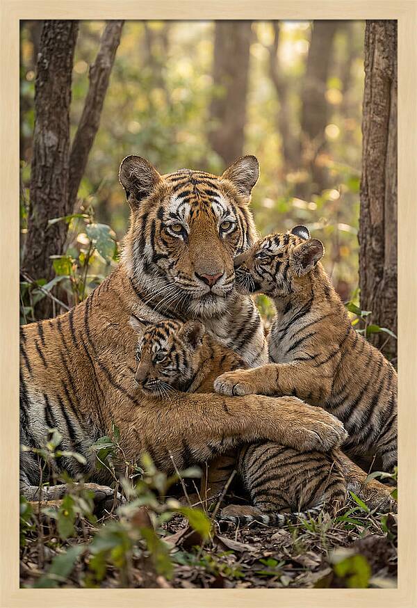 Asian Tiger Family Embrace