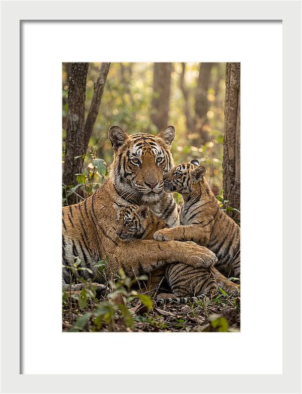 Asian Tiger Family Embrace
