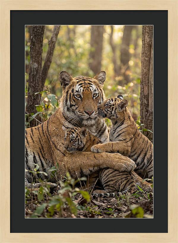 Asian Tiger Family Embrace