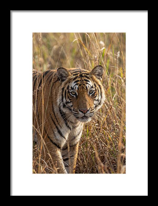 Asian Tiger In Tall Grass