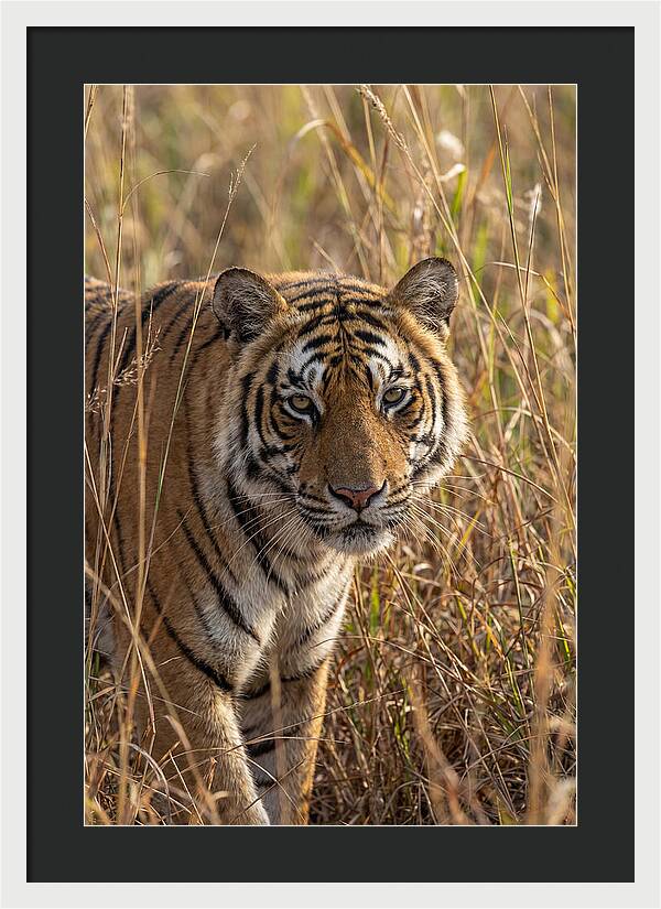 Asian Tiger In Tall Grass