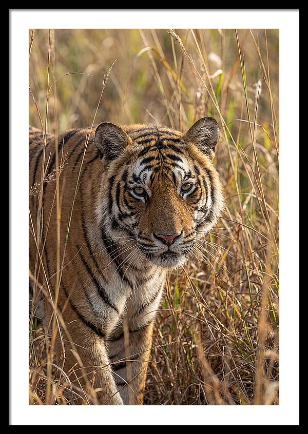 Asian Tiger In Tall Grass