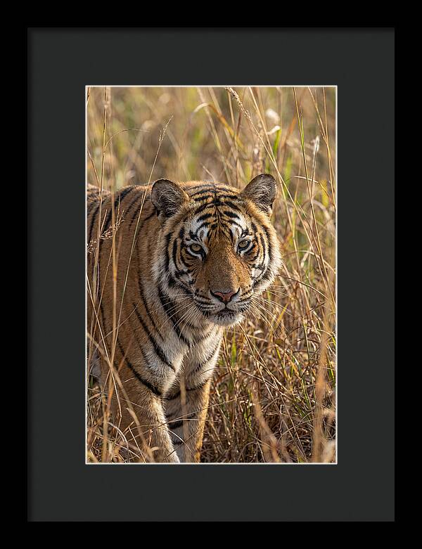 Asian Tiger In Tall Grass