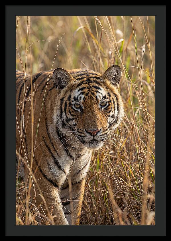 Asian Tiger In Tall Grass