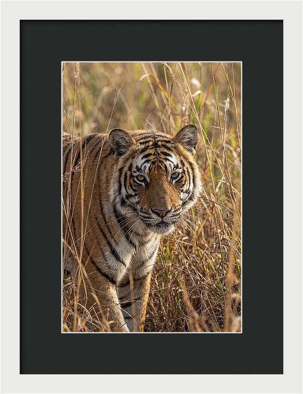 Asian Tiger In Tall Grass