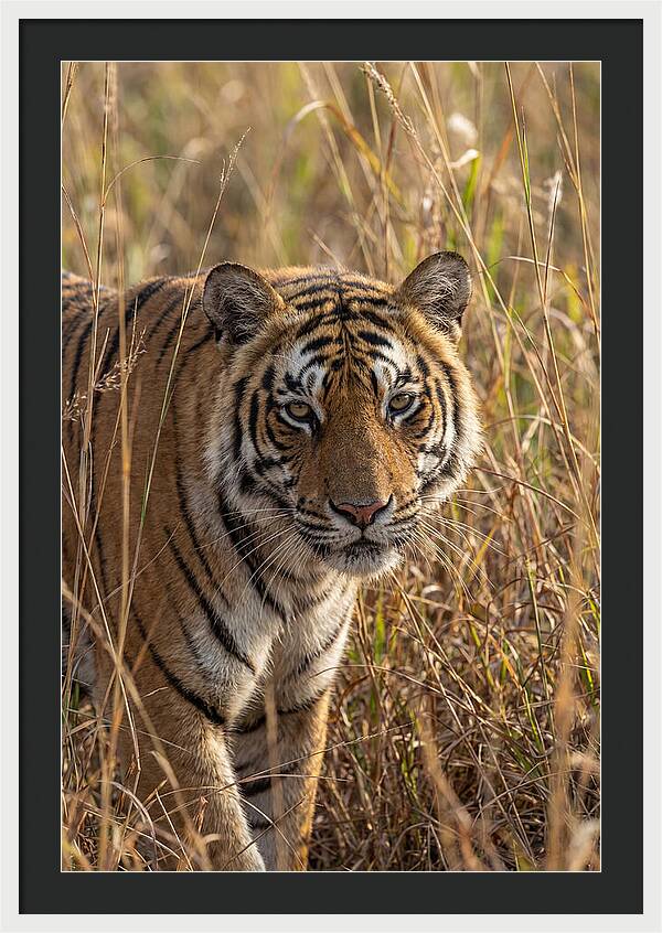 Asian Tiger In Tall Grass