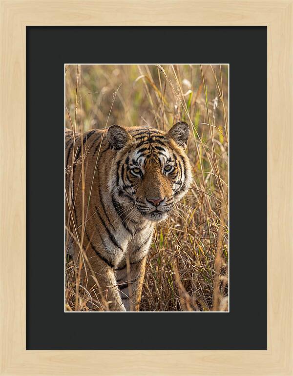 Asian Tiger In Tall Grass
